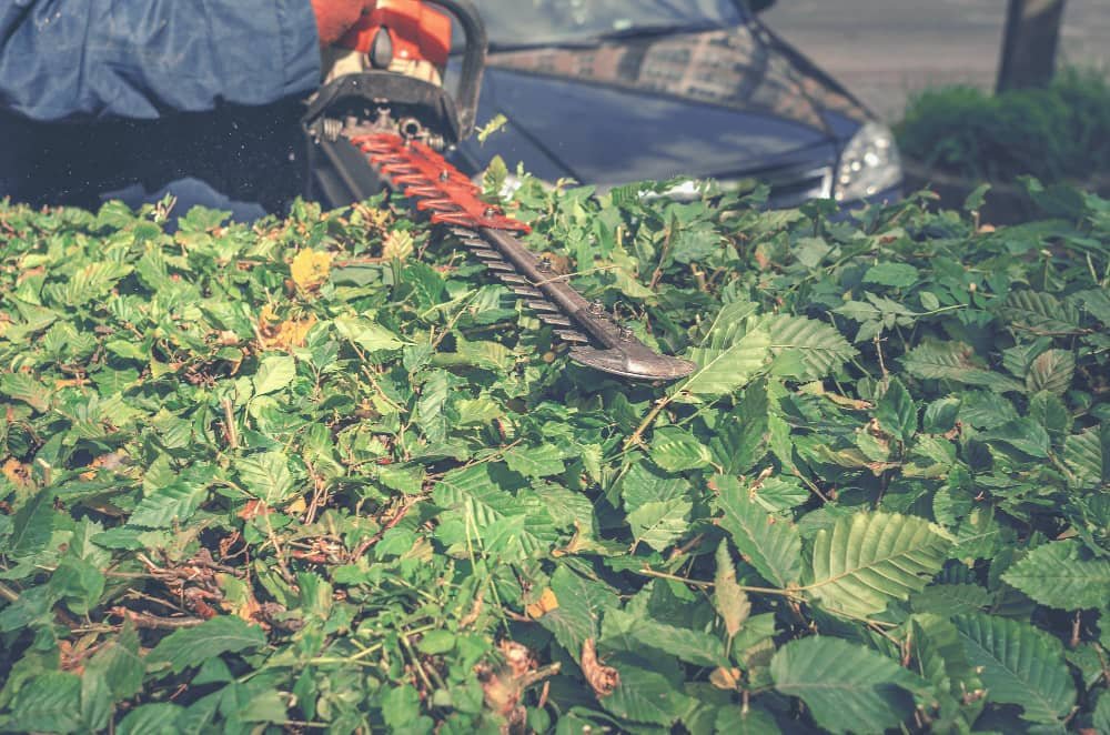 ﻿﻿Forestry Mulching Near Me