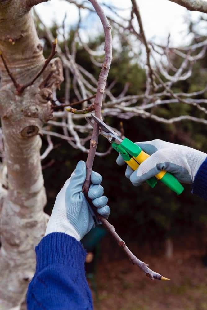 Honeysuckle Removal in St. Louis